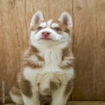 Gigglypup