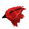 Cardinal
